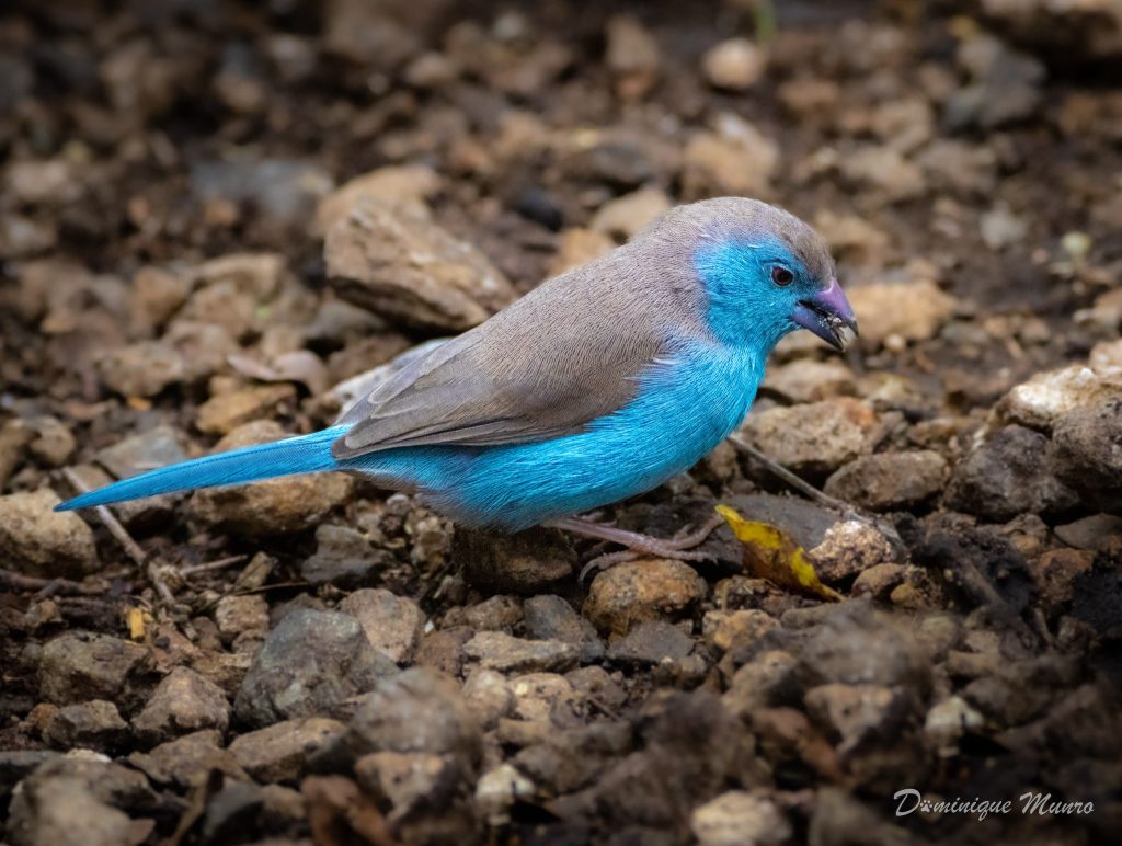 Blue Waxbill