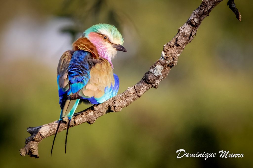 Lilac Breasted Roller