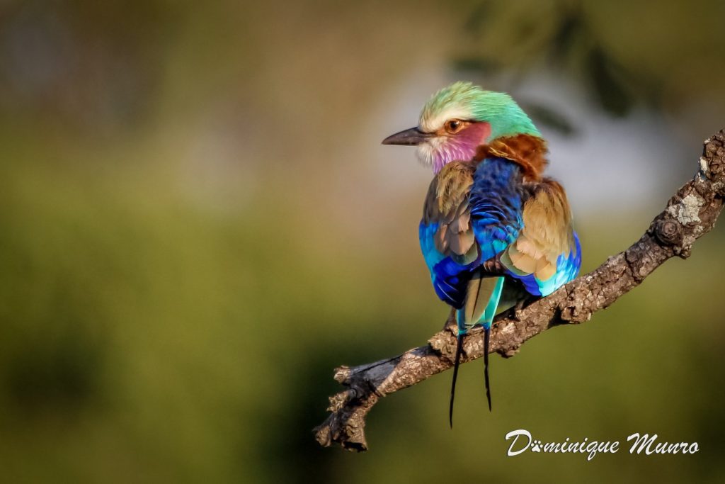 Lilac Breasted Roller