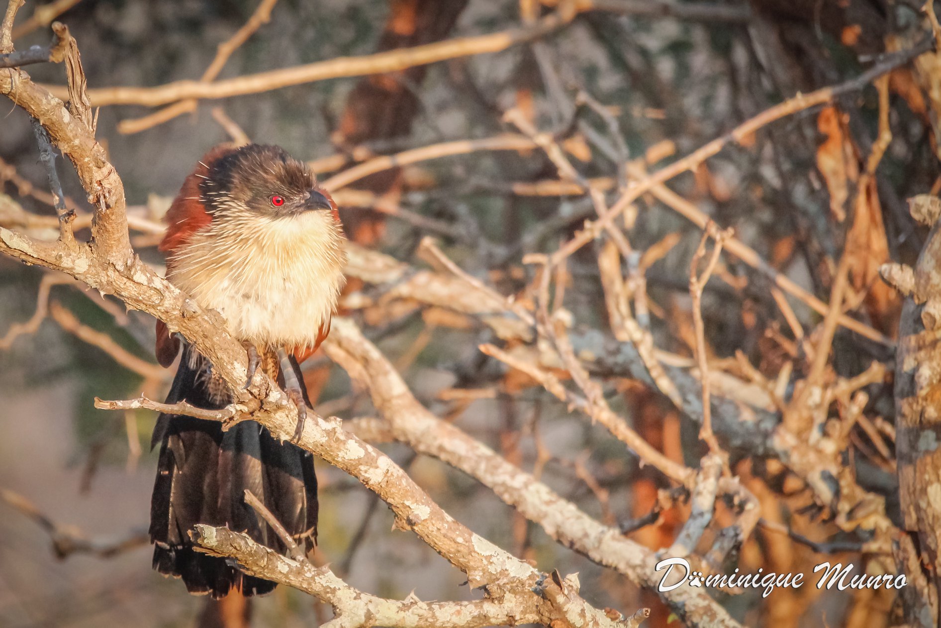 Burchell's Coucal