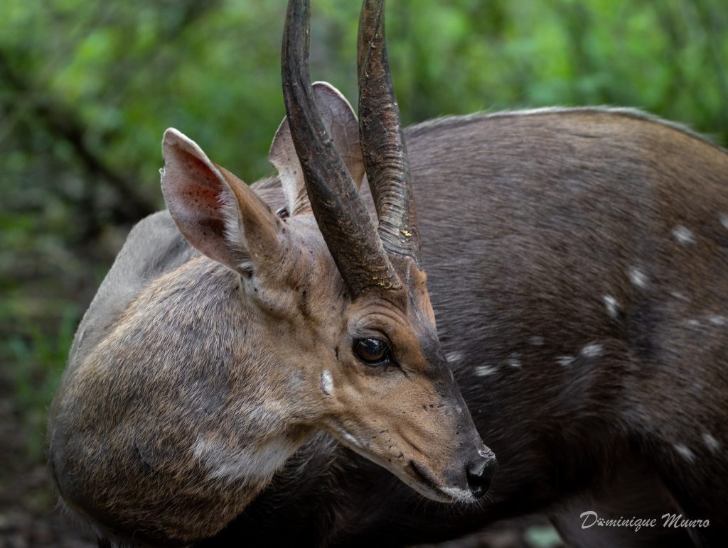 Bushbuck Nocturnal