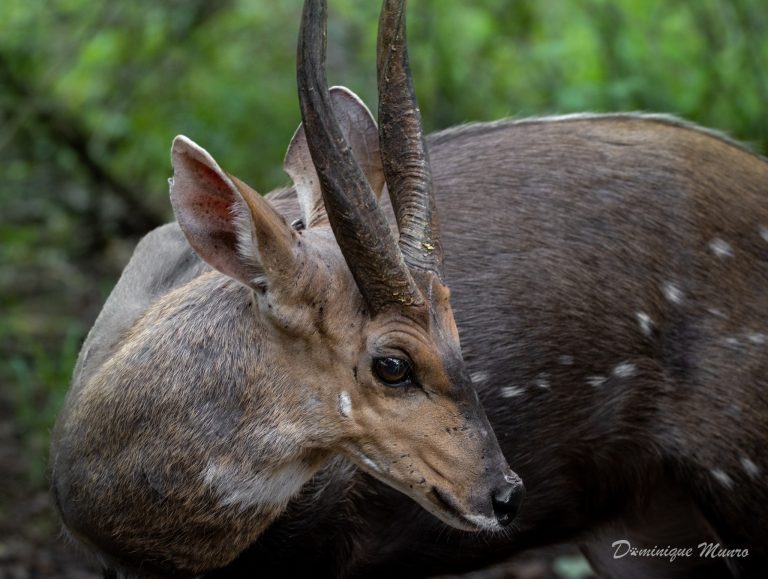 Bushbuck Nocturnal