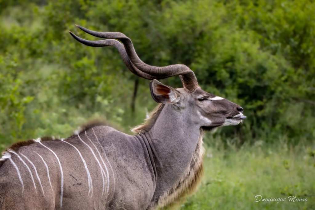 A Kudu Bull