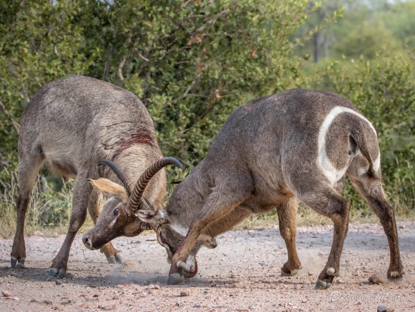 Waterbuck Battle at Kruger National Park