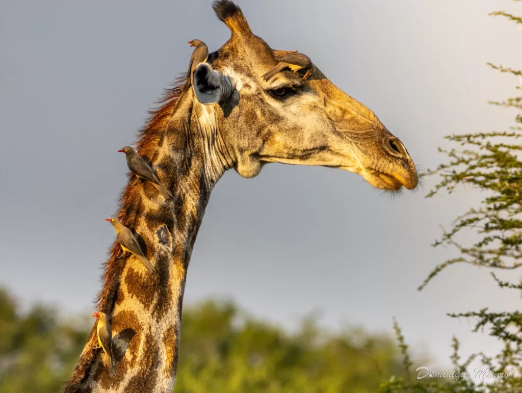 Red-billed oxpeckers on Giraffe neck