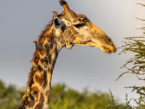 Red-billed oxpeckers on Giraffe neck