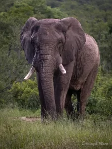 An Elephant portriat