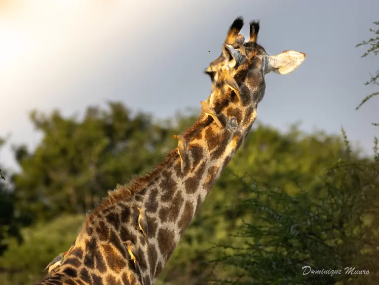 Red-billed Oxpecker on the giraffe