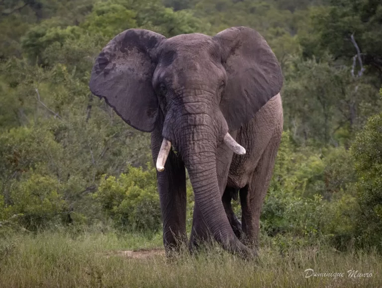 Elephant with ears out