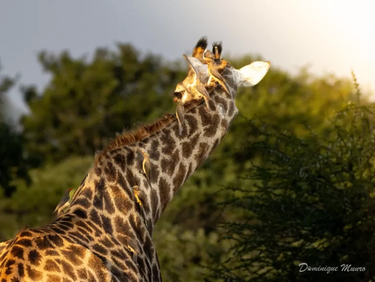 Red-billed Oxpecker on the giraffe