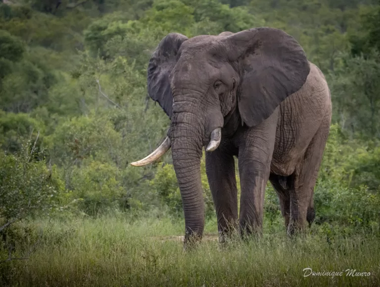 Elephant Side angle